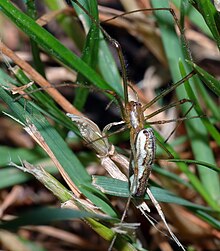 Tetragnatha montana (alias) .jpg