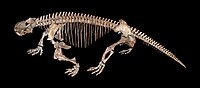Реконструкция скелета дицинодонта Tetragonias njalilus, жившего в Танзании в среднем триасе. Государственный музей естественной истории в Карлсруэ
