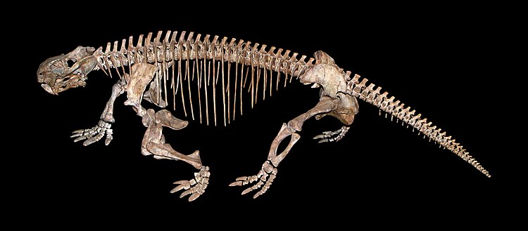 Реконструкция скелета дицинодонта Tetragonias njalilus, жившего в Танзании в среднем триасе. Государственный музей естественной истории в Карлсруэ.
