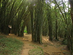Национальный парк Нам Нао - бамбуковый лес