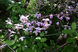 Fleurs de Thalictrum delavayi.