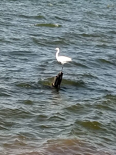 File:The bird standing in Lake Victoria.jpg