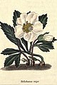 The botanic garden (Plate 2) - Helleborus niger.jpg