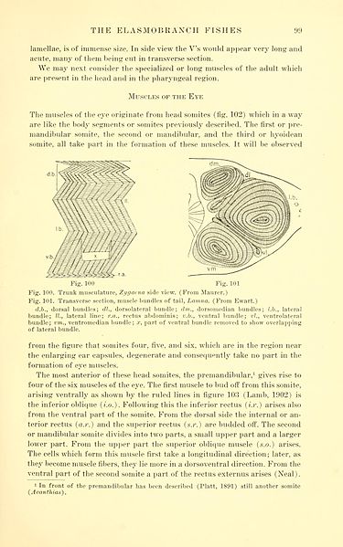 File:The elasmobranch fishes (Page 99) BHL10756179.jpg