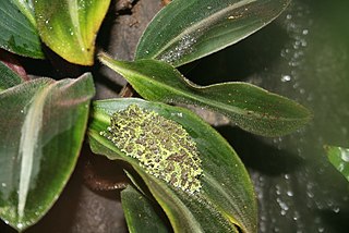 <i>Theloderma</i> genus of amphibians