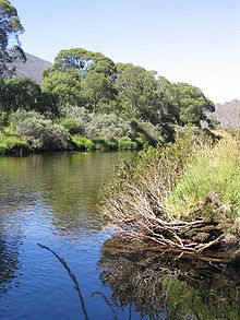 A tranquil section of Thredbo River