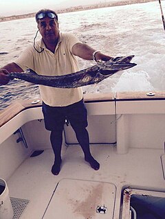 Blacksail snake mackerel species of fish