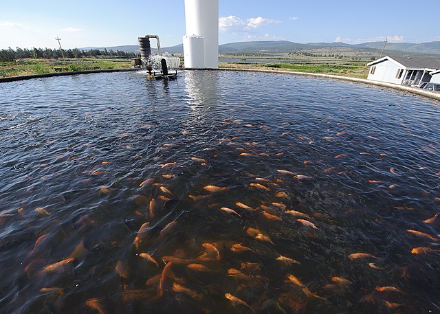 Tilapia en estanques