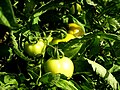 Green tomatoes on bush