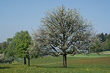 Blühender Hochstamm-Birnbaum