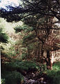 Forest near Trongisvágur