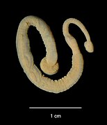 Trachelobdella lubrica, the black swan leech