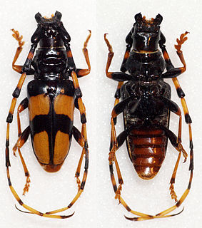 <i>Dendrobias mandibularis</i> Species of beetle