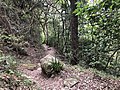 Trail in Natal Drakensberg National Park.jpg