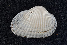 Көлденең сандық Clam (Anadara transversa) Top (16114650260) .jpg