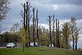 Trees after pruning (Minsk) 2.jpg