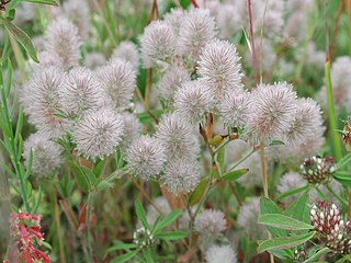 <i>Trifolium arvense</i> species of plant