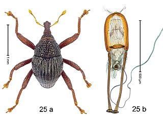 <i>Trigonopterus gracilipes</i> Species of beetle
