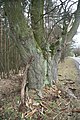 Čeština: Kmen památného stromu Lípa u Třebenic u Třebenic, okr. Třebíč. English: Trunk of memorial tree Lípa u Třebenic near Třebenice, Třebíč District.