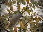 Thumbnail for File:Tufted titmouse in tree.jpg