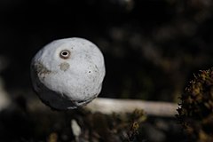 240px-Tulostoma_brumale_(26976102336).jpg