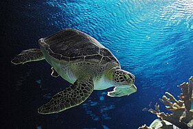 Turtle in Omaha Henry Doorly Zoo.jpg