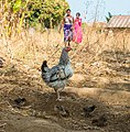 Two women and a hen