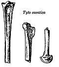 Miniatura para Tyto cavatica