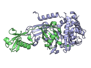 USP21 (blue) covalently linked to linear diubiquitin aldehyde (green). The C-terminus of the ubiquitin protrudes through the active site of USP21 (lower right). Ubiquitin and USP21.png