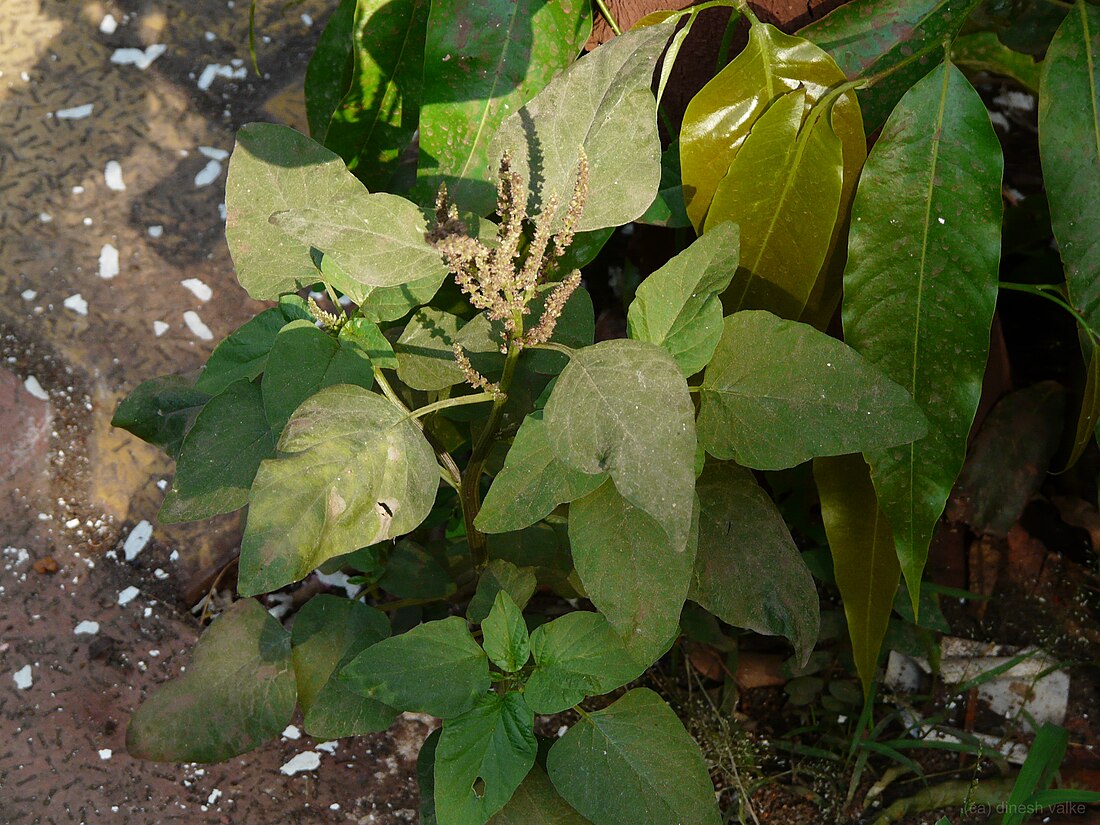 Amaranthus cararu