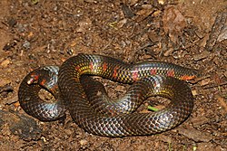 Uropeltis maculata.jpg