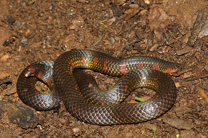 File:Uropeltis maculata.jpg