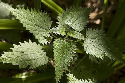 Крапива обыкновенная. Крапива двудомная (Urtíca dióica). Крапива (Urtica dioica). Крапива двудомная (Urtica dioica). Крапива двудомная (Urtica dioica l.).