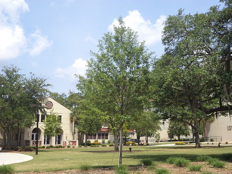 File:VSU Quad Tree 22.JPG