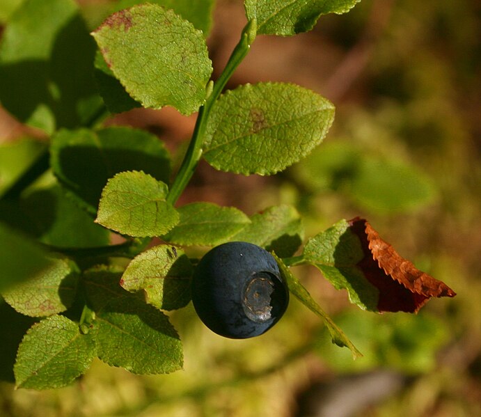 File:Vaccinium myrtillus 3pl.jpg