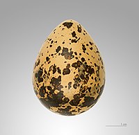 Egg – MHNT