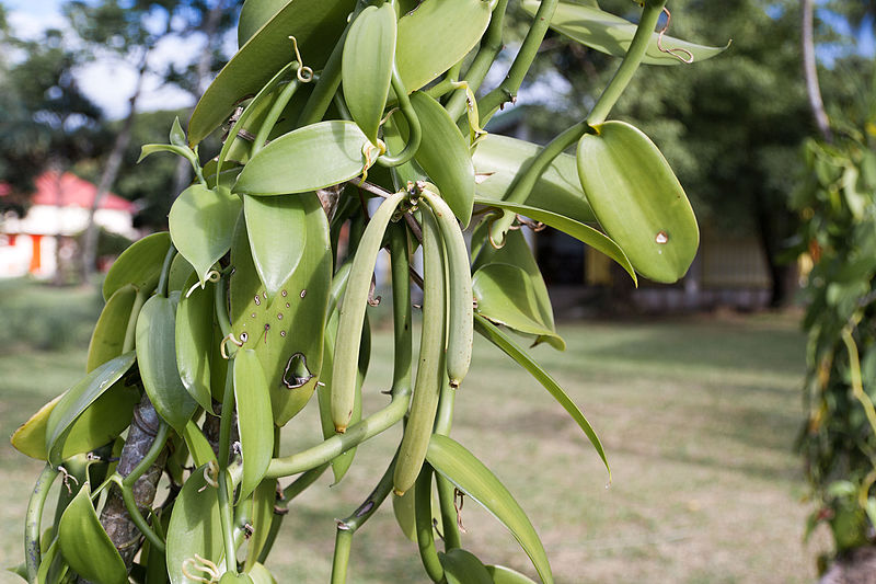 File:Vanilla fruit réunion2.jpg