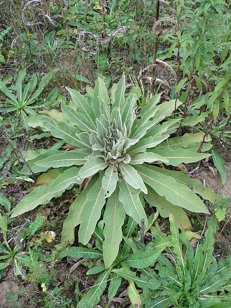 File:Verbascum speciosum 5.jpg