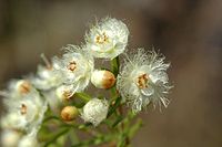 Verticordia cunninghamii