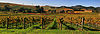 Vineyards in Napa Valley 7.jpg