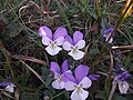 Viola lutea au Plomb du Cantal