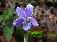 Violetta di Anaga (Viola anagae Gilli) 2.JPG