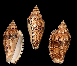 <i>Voluta retemirabilis</i> Species of gastropod
