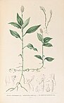 Vrydagzynea albida - Karl Ludwig von Blume - Collection des Orchidées les plus remarquables de l'archipel Indien et du Japon (1858).jpg
