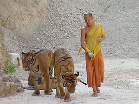 Монах и тигры вместе идут в каньон