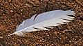 * Kandidimi Egret (?) feather, Harangi Reservoir, Coorg, Karnataka, India --Tagooty 00:44, 27 May 2024 (UTC) * E miratuar  Support Good quality. --Johann Jaritz 01:38, 27 May 2024 (UTC)