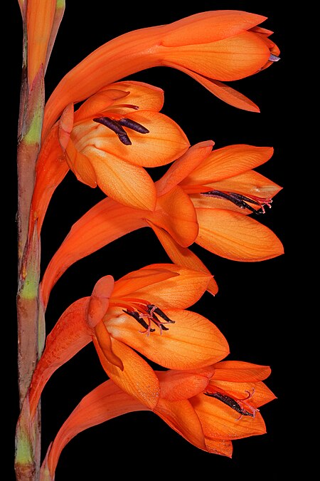 Watsonia tabularis