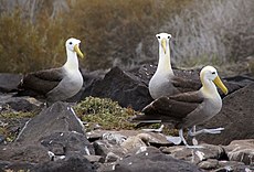 Waved Albatross (Phoebastria irrorata) -3 on Espanola.jpg