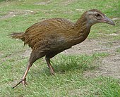 Gruiformes: Caratteristiche, Sistematica, Tassonomia