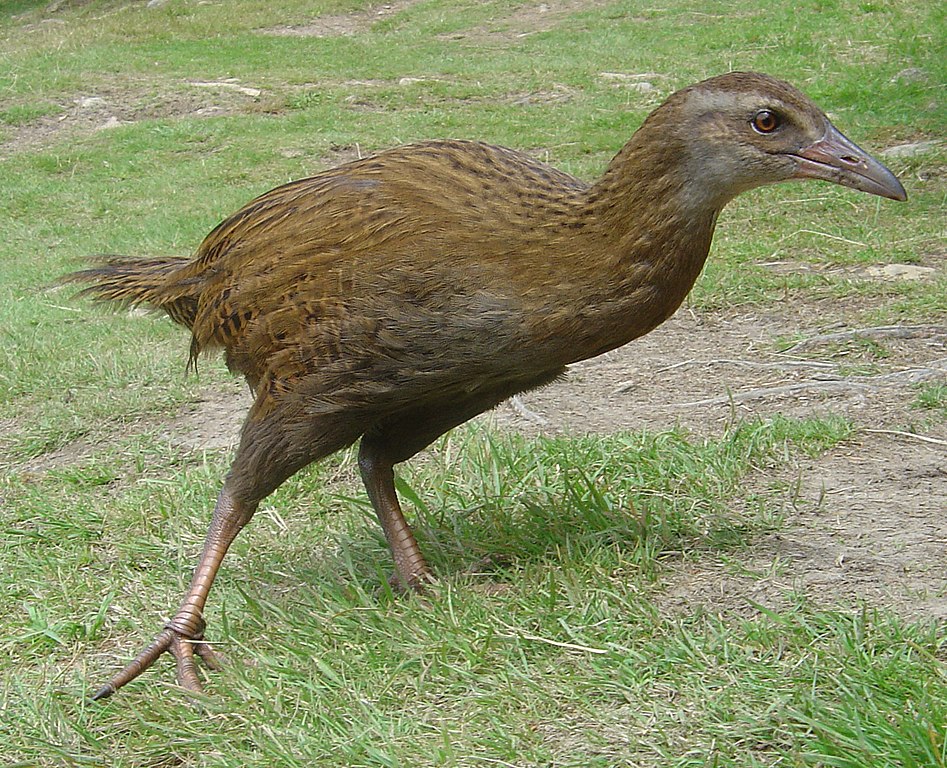 Glamour Udstyre kærtegn File:Weka (bird).jpg - Wikimedia Commons